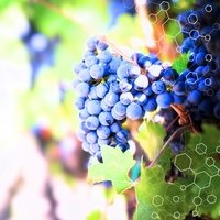 Innovation autour de la vigne : quand les start-up façonnent l’avenir de la viticulture