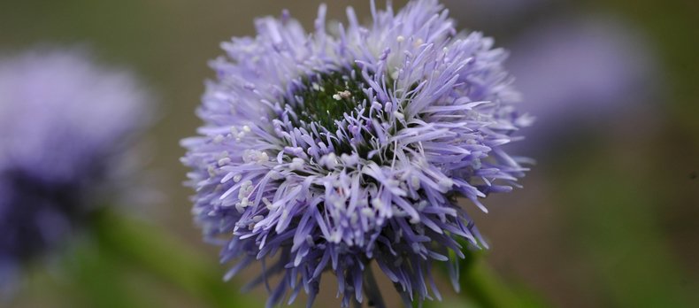 PhytoSrk est un site technologique qui valorise les ingrédients naturels, comme par exemple, des plantes alpines.