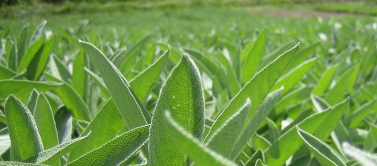 Plantes utilisées pour développer des solutions naturelles en santé féminine