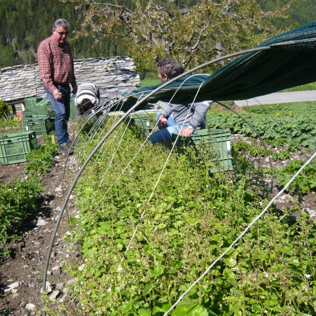 Vincent Mutel, fondateur de Tauderma, récolte la saxifraga rotundifolia