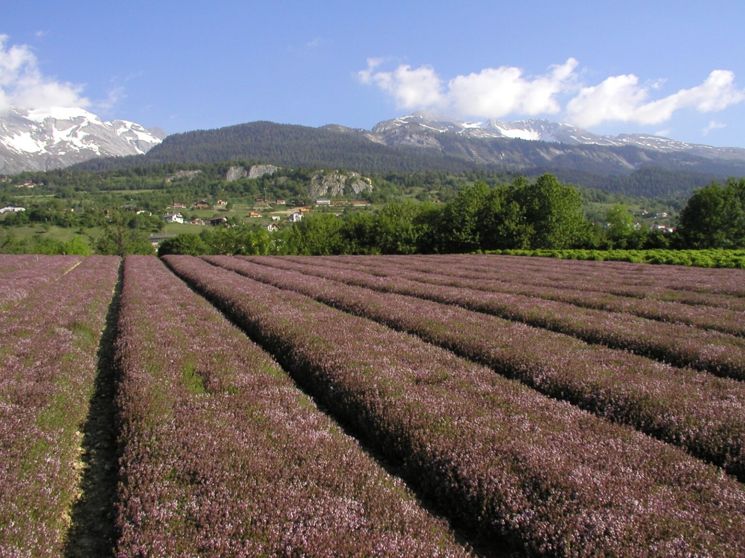 Culture de plantes aromatiques et médicinales bio en Valais de la coopérative Valplantes