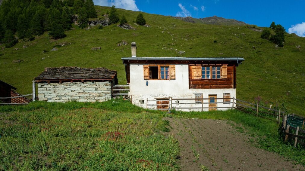 Culture de Rhodiola Rosea, dans le Val d'Hérens, sur les hauts d'Evolène