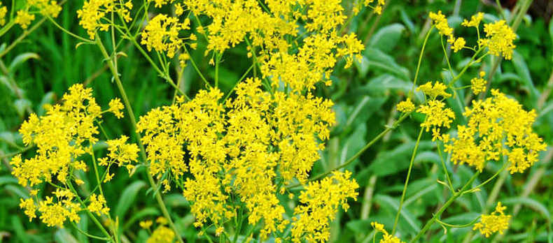 Isatis tinctoria utilisée pour produire une teinture indigo naturelle à partir de plantes