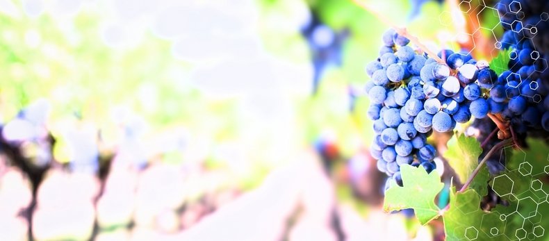 L'événement "Innovation autour de la vigne" mettra en lumière les avancées technologiques et les transformations du secteur viticole.
