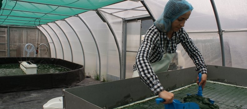 récolte de spiruline chez Plein'R à Saxon