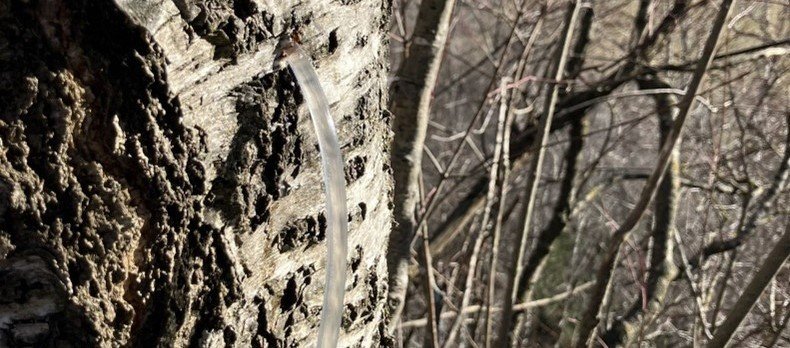 Le printemps marque le renouveau, et en Valais, il coïncide avec le début de la récolte de la sève de bouleau.