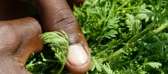 L'Artemisia, cette plante aux multiples vertus, fait l'objet d'un intérêt grandissant dans la communauté scientifique mondiale.