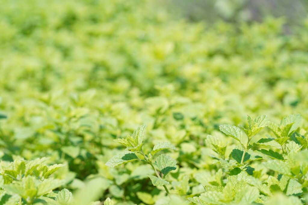 Feuilles de menthe utilisées dans un dentifrice naturel pour l’hygiène bucco-dentaire