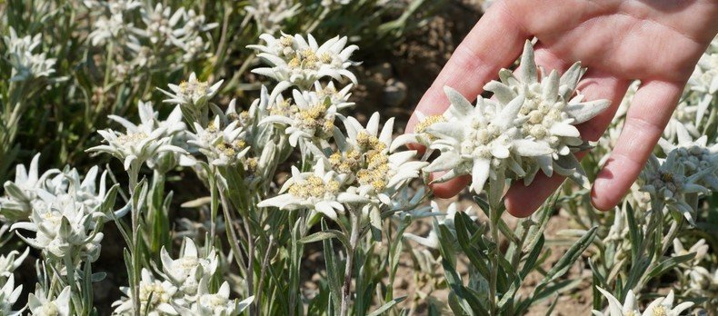 Fleur d’edelweiss cultivée en Valais, utilisée comme ingrédient naturel – PhytoArk