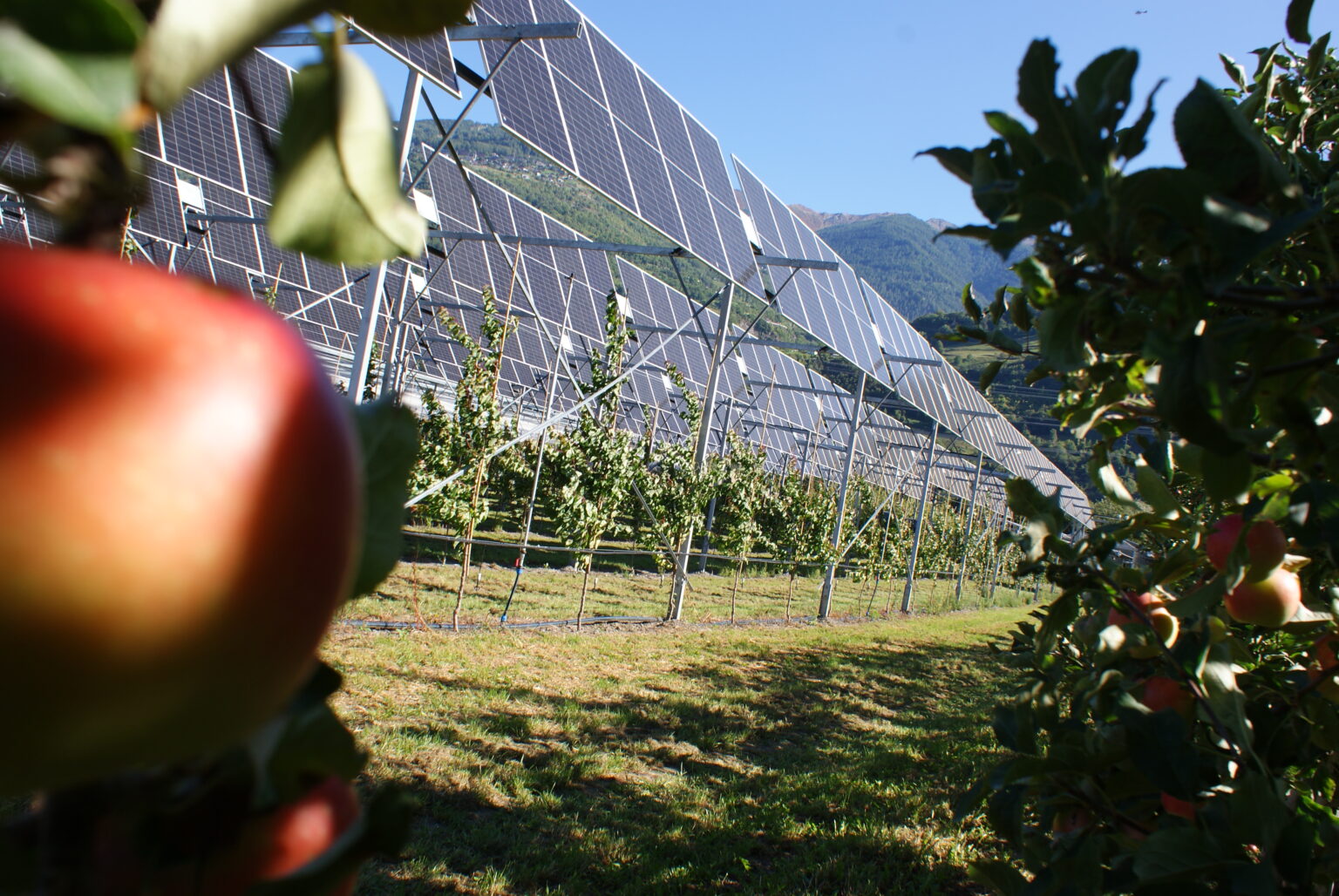 Des panneaux solaires inclinables sont installés dans les vergers de l'Agroscope à Conthey