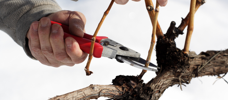La start-up 3D2Cut développe des technologies pour aider les viticulteurs et leur équipe à mieux tailler leur vigne.