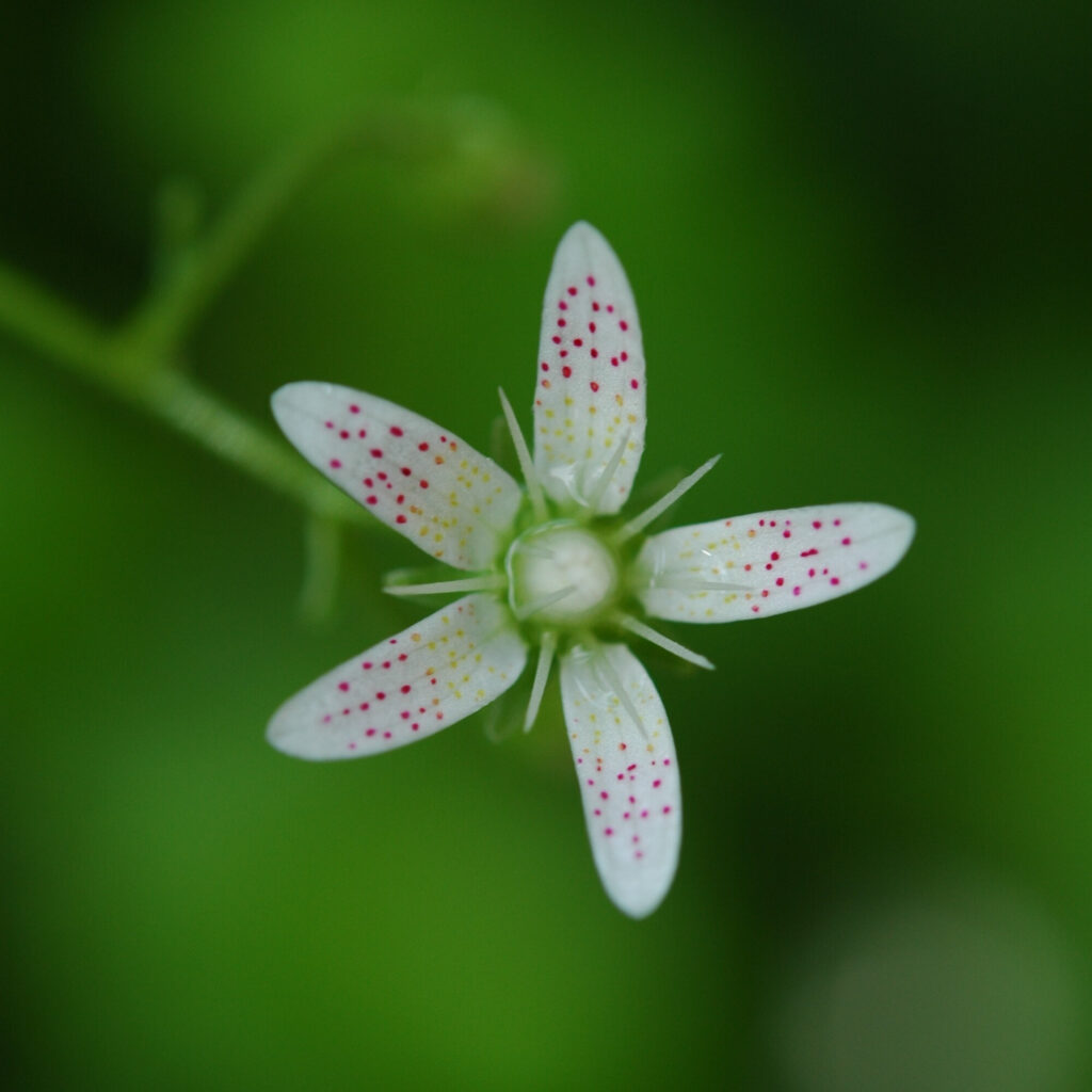 Saxifraga rotundifolia, plante alpine rare utilisée pour développer un actif cosmétique naturel