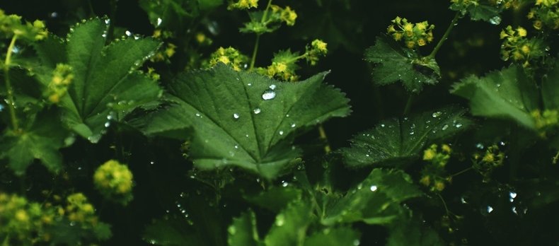 Alchémille utilisée pour la formulation de savons liquides naturels dans un projet cosmétique