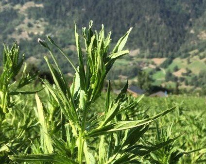 Épilobe à petite fleur utilisée pour développer des solutions naturelles en santé féminine