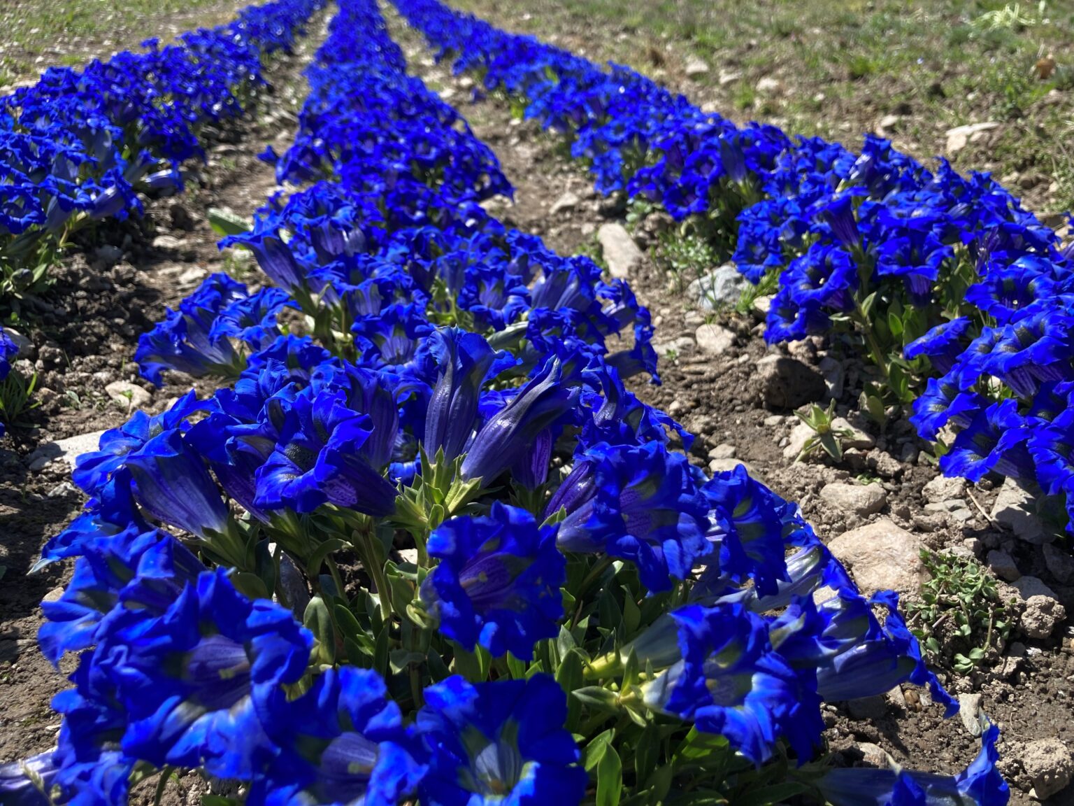 Gentianes cultivées à l'Agroscope de Conthey