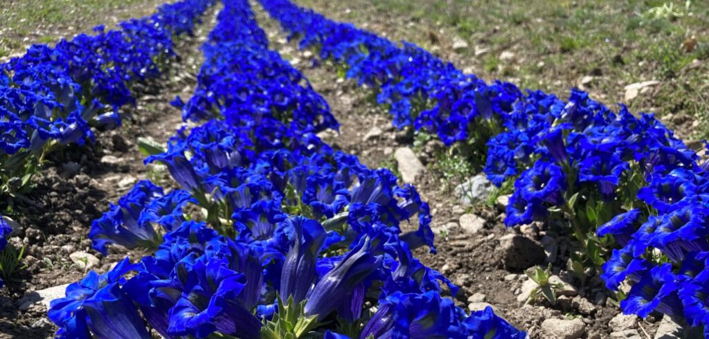 Gentianes cultivées à l'Agroscope de Conthey