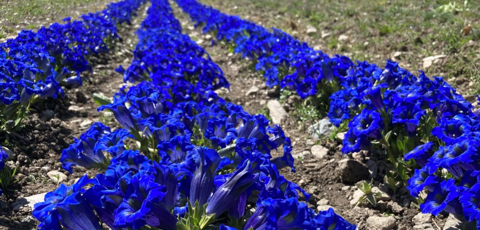 Gentianes cultivées à l'Agroscope de Conthey