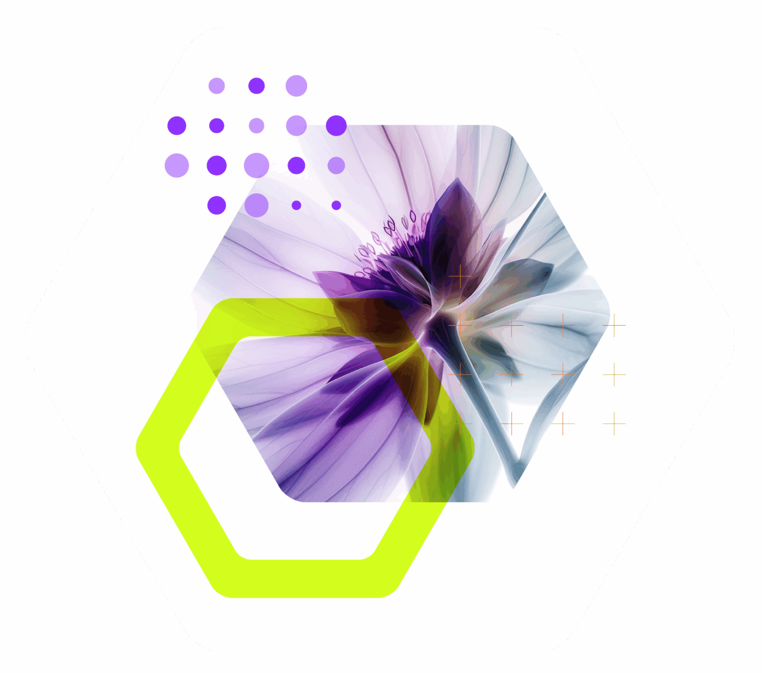 Illustration d’une fleur d’edelweiss radiographiée représentant l’innovation en ingrédients naturels et la valorisation des plantes en Valais – PhytoArk