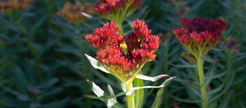 Rhodiola rosea, plante adaptogène alpine utilisée en compléments alimentaires et cosmétique