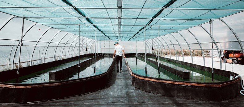Spiruline cultivée en Valais, microalgue riche utilisée en nutrition et cosmétique